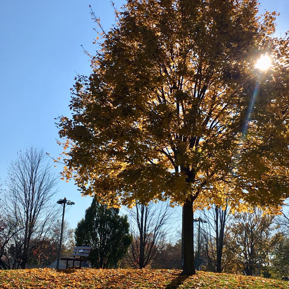 23231375_1707863269287948_6454970756112377037_n